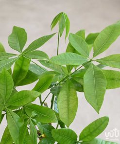 باشيرا في اصيص خوص اسمنتي