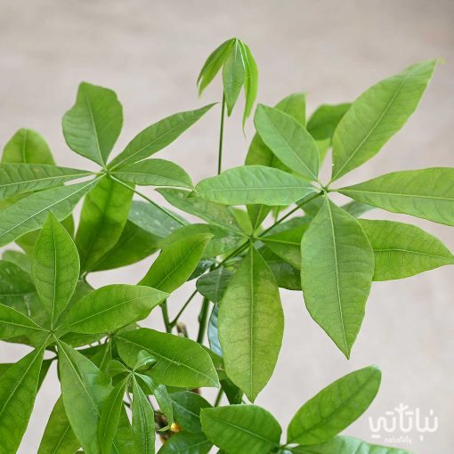 باشيرا في اصيص خوص اسمنتي
