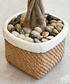 باشيرا في اصيص خوص اسمنتي