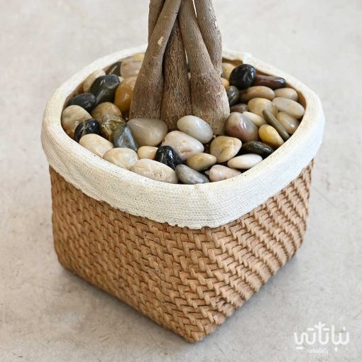 باشيرا في اصيص خوص اسمنتي