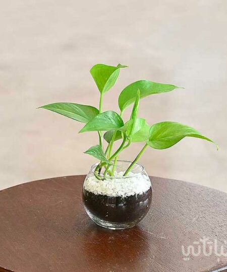 بوتس صغيرة في اصيص زجاجي دائري
