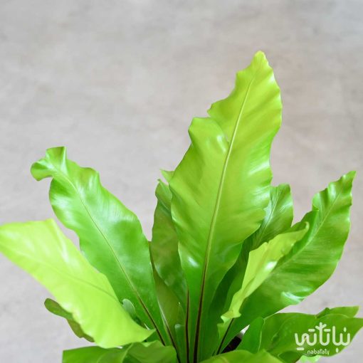 سرخس عش الطير في اصيص سيراميك ابيض