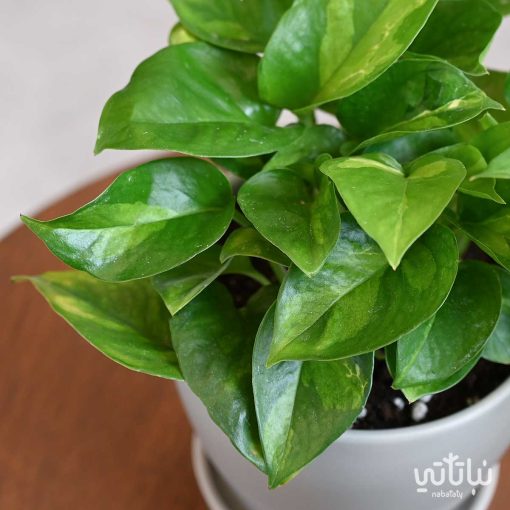 بوتس بينتيوم في اصيص سيراميك بيج
