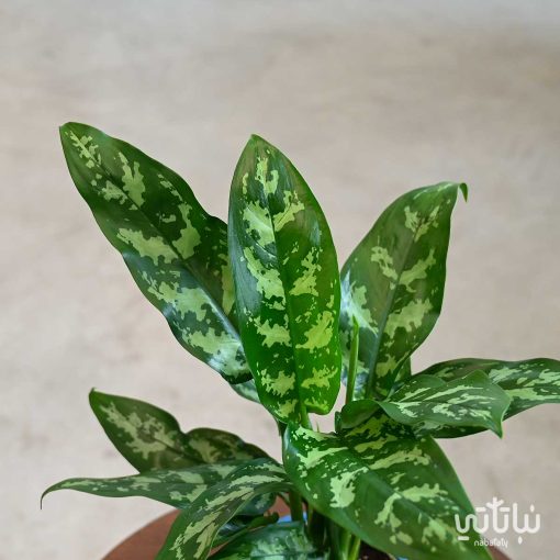 اجلونيما في اصيص اسمنتي منقوش