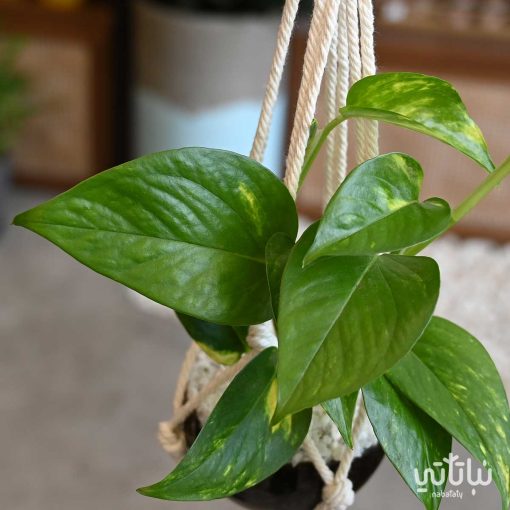 مكرمية بوتس صغيرة