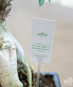نبتة بونساي ثيم يوم رواد الأعمال
