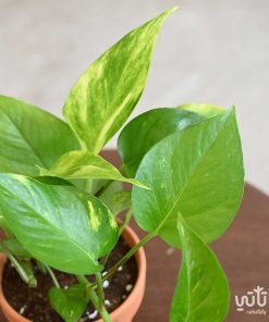 بوتس في اصيص فخاري