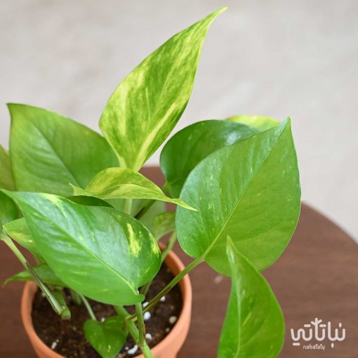 بوتس في اصيص فخاري