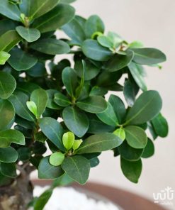 بونساي في حوض زجاجي