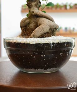 بونساي في حوض زجاجي