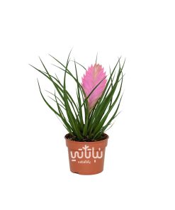 نبتة الريشة الوردية