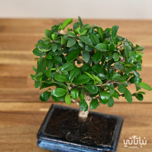 Carmona bonsai plant in a ceramic pot - Image 3