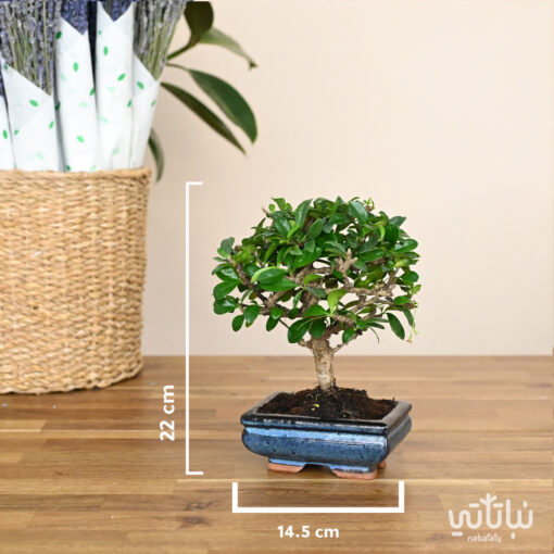 Carmona bonsai plant in a ceramic pot - Image 2
