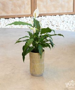 حوض اسمنتي طولي مخطط اصفر فاتح