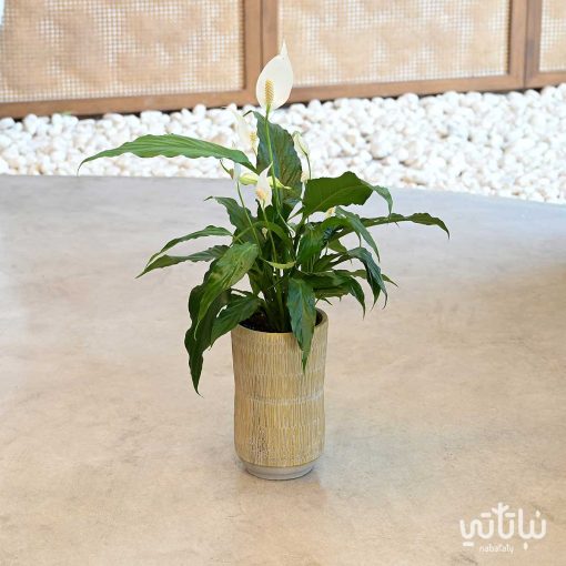 حوض اسمنتي طولي مخطط اصفر فاتح