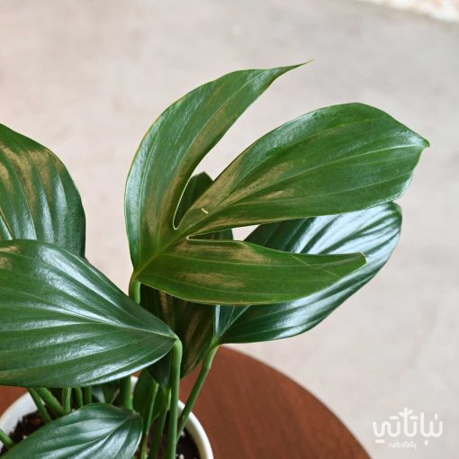 Dragon's Tail Philodendron in a white ceramic pot - Image 2
