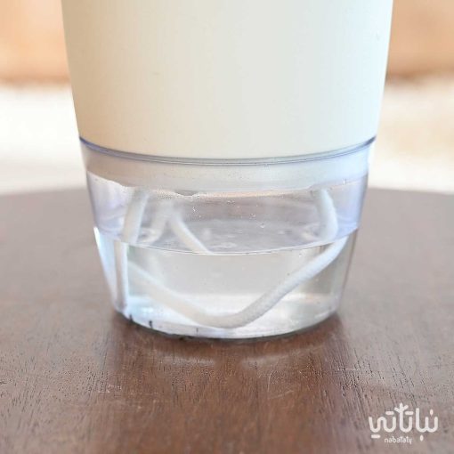 نبتة بوتس في حوض شفاف ذاتي الري