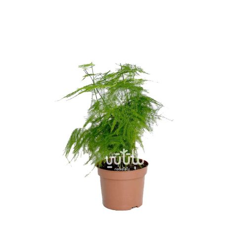 نبتة الاسبرجس الناعم