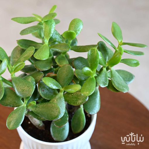 نبتة كراسولا في حوض سيراميك ابيض مخطط