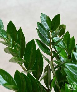 نبتة زاميا طويلة السيقان في حوض خوص اسمنتي