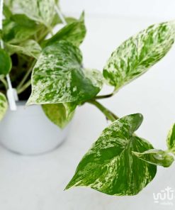 نبتة بوتس ماربل كوين في حوض معلق