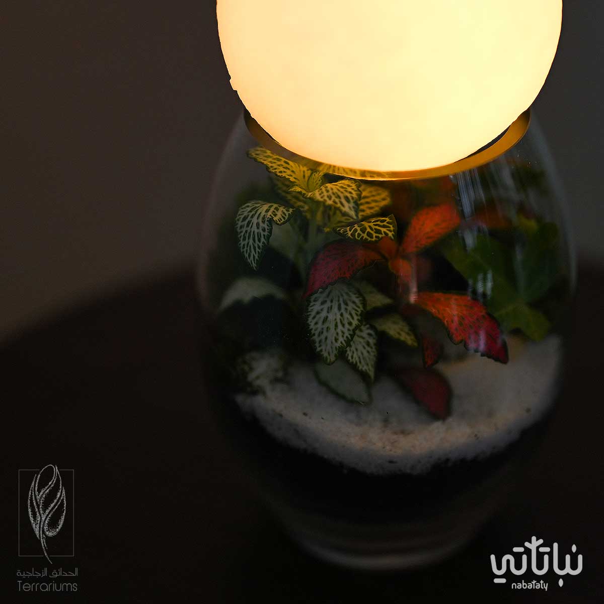 غابة القمر