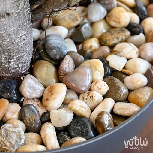 نبتة بونساي في حوض بلاستيك