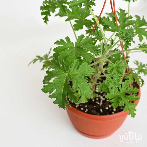 نبتة العطرة في حوض معلق