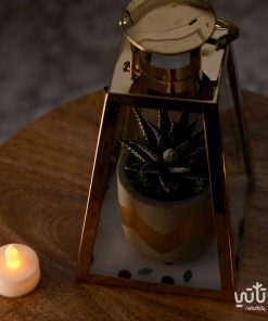 نبتة حوراء القصر في فانوس رمضان