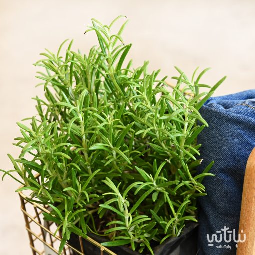 ⁦سلة اكليل الجبل⁩ - الصورة ⁦3⁩