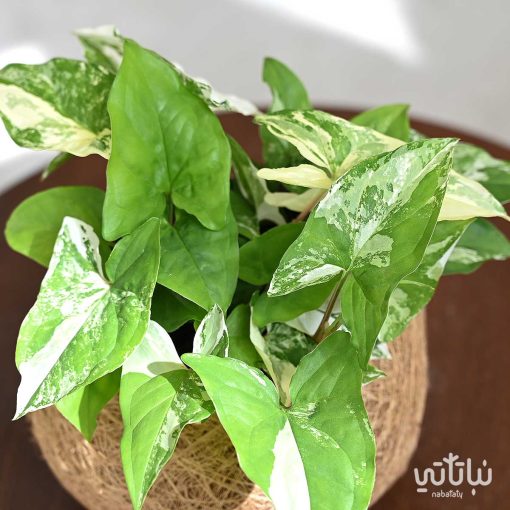 نبتة سنجونيوم البو في سلة خيش مشغولة يدويا