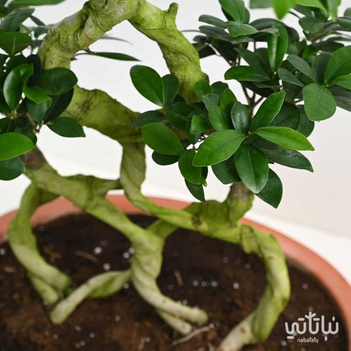 بونساي مجدولة كبيرة 100 سم
