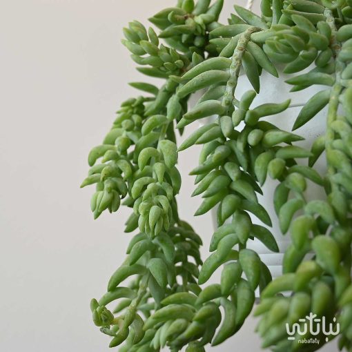 نبتة سيدوم كبيرة في حوض معلق