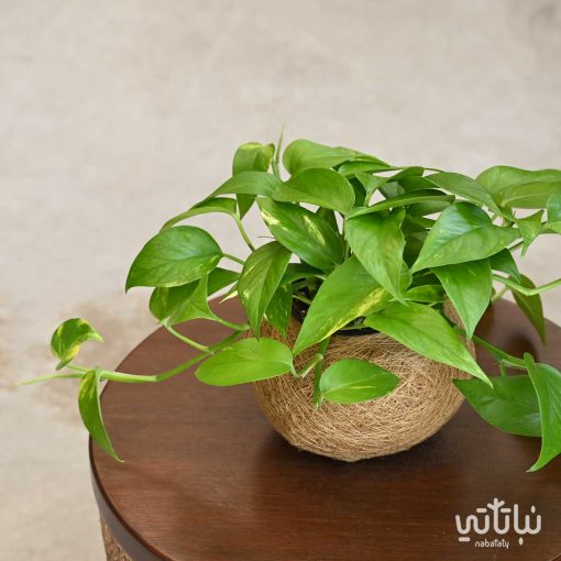 نبتة بوتس في سلة خيش مشغولة يدويا