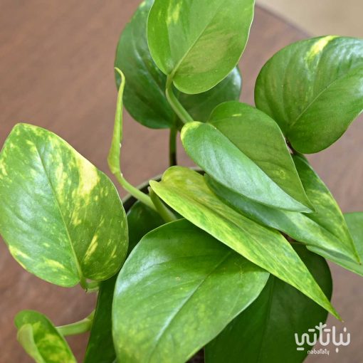 نبتة بوتس صغيرة في حوض بلاستيك اخضر مخطط