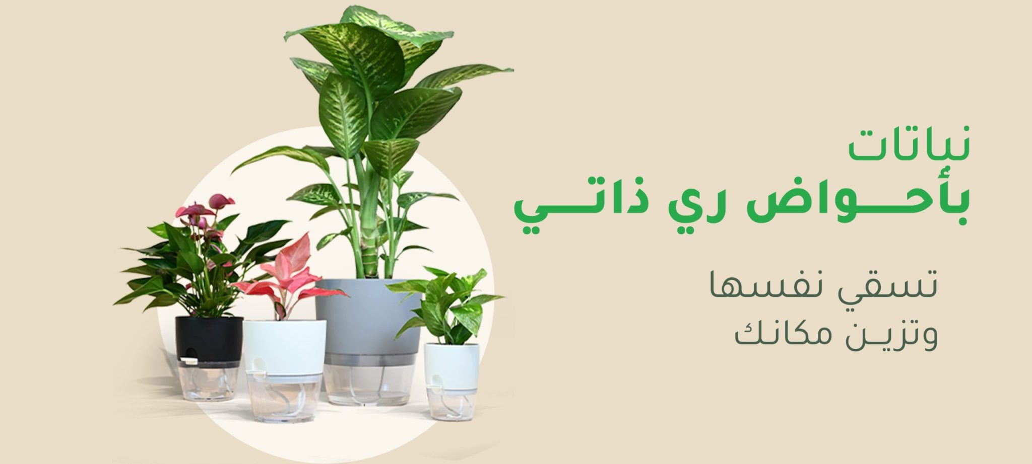 نباتات في احواض ري ذاتي