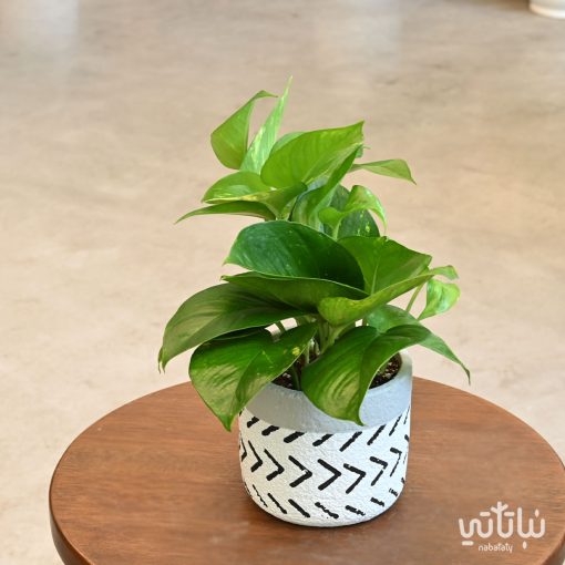 Pothos plant in an embossed concrete pot