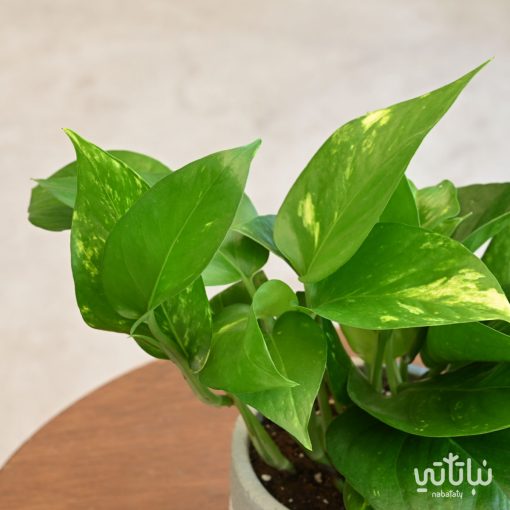 Pothos plant in an embossed concrete pot - Image 2