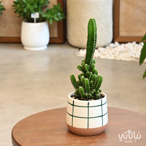 Fairy castle cactus plant in a ceramic pot