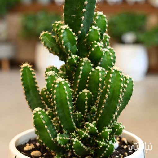 Fairy castle cactus plant in a ceramic pot - Image 2