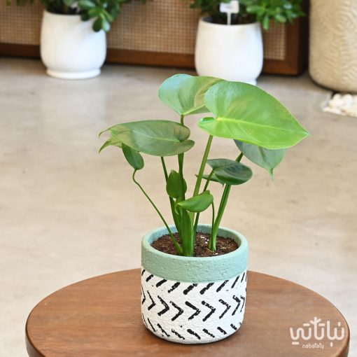 Small monstera plant in a patterned concrete pot