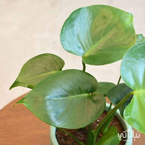 Small monstera plant in a patterned concrete pot - Image 2