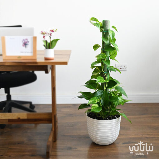 climbing Pothos plant in a white plastic pot