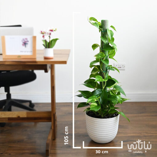 climbing Pothos plant in a white plastic pot - Image 2