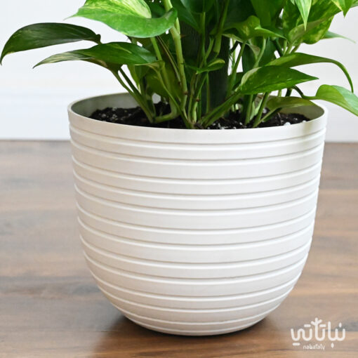 climbing Pothos plant in a white plastic pot - Image 4