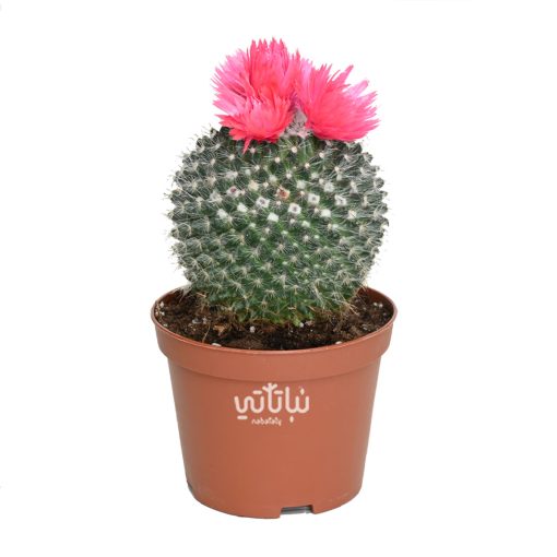 Large Cactus plant with pink flowers