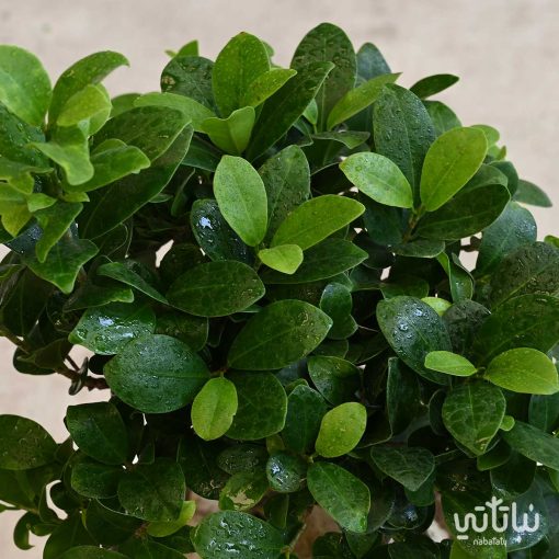 نبتة بونساي في حوض فايبر ابيض بقاعدة