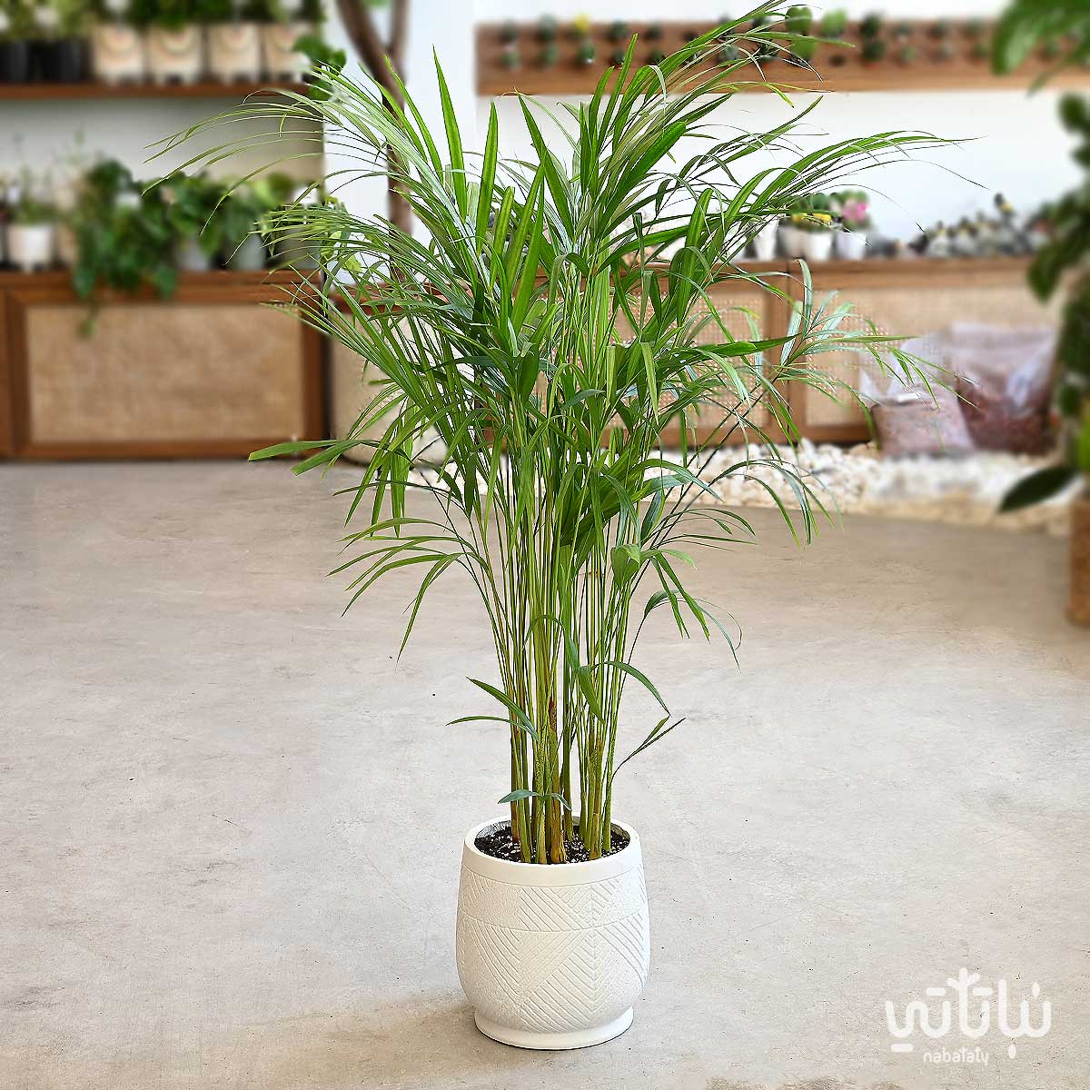 Areca Plant In A White Fiber Pot - Nabataty Shop