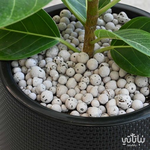 نبتة فيكس مطاط الجوهرة الصفراء في حوض بلاستيك اسود