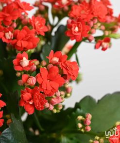 ورد الكلانشو